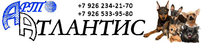 Питомник Арт-Атлантис, цвергпинчер (карликовый пинчер, миниатюрный пинчер, минпин, пинчер, pinscher)