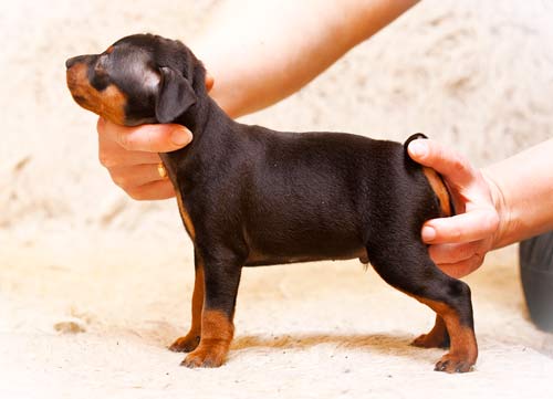 немецкий пинчер щенок 2 месяца фото